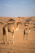 blog_oman_20150213_083638 blog_oman_20150213_083638