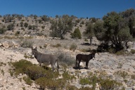 blog_oman_20150214_123313 blog_oman_20150214_123313