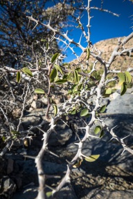 blog_oman_20150215_163814 blog_oman_20150215_163814