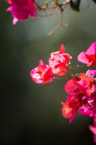 blog_oman_20150216_121613 blog_oman_20150216_121613