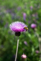 blog_schottland_20130708_143454 blog_schottland_20130708_143454