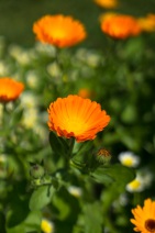 blog_schottland_20130708_143823 blog_schottland_20130708_143823