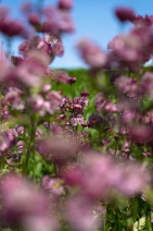 blog_schottland_20130708_144121 blog_schottland_20130708_144121