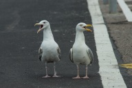 blog_schottland_20130711_141413 blog_schottland_20130711_141413
