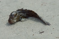 blog_schottland_20130711_131617 blog_schottland_20130711_131617