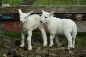 blog_schottland_20130712_124939 blog_schottland_20130712_124939