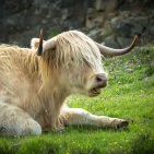 blog_schottland_20130712_161544 blog_schottland_20130712_161544