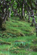blog_schottland_20130712_172341 blog_schottland_20130712_172341