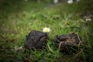 blog_schottland_20130712_184931 blog_schottland_20130712_184931