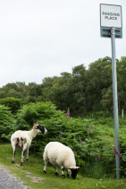 blog_schottland_20130714_121504 blog_schottland_20130714_121504