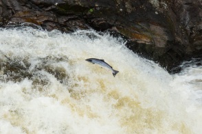 blog_schottland_20130717_133001-2 blog_schottland_20130717_133001-2