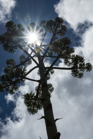 blog_teneriffa_20140727_140328 blog_teneriffa_20140727_140328