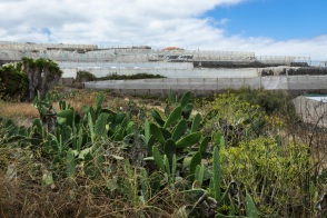 blog_teneriffa_20140728_123313 blog_teneriffa_20140728_123313