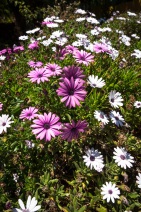 blog_teneriffa_20140730_151201 blog_teneriffa_20140730_151201