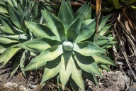 blog_teneriffa_20140731_124753 blog_teneriffa_20140731_124753